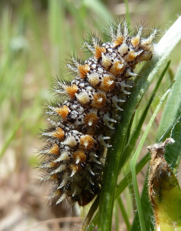 Bruco di Melitaea da id